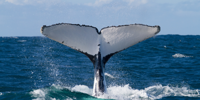 The return of Bladerunner the humpback and Split Fin the killer whale – a cautionary tale about seafaring vessels