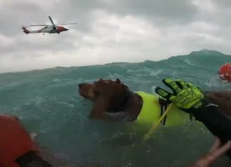 U.S. Coast Guard Rescues Man and Dog During Hurricane Helene