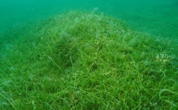 Caulerpa invasion: ‘Government isn’t taking it as seriously as they need to’