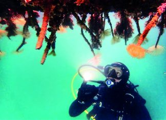 Check for marine pests 