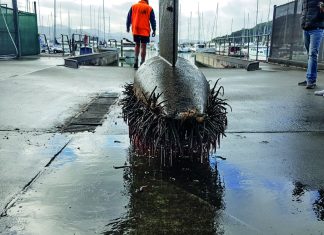 Boat hull biosecurity: NZ’s fight against fanworm spread