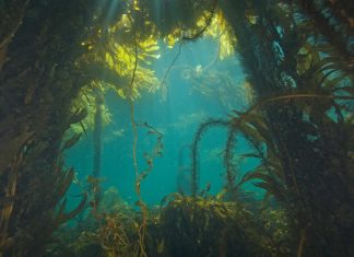 Foraging for seaweed: A coastal Kiwi’s guide to wild flavours Foraging for seaweed: A coastal Kiwi’s guide to wild flavours
