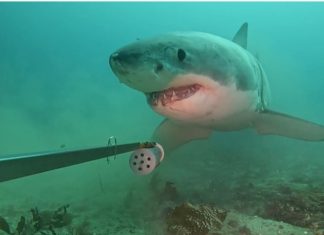 Great white shark makes cameo appearance 