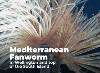 Mediterranean Fanworm found on vessels in Wellington / top of the South Island Mediterranean Fanworm found on vessels in Wellington / top of the South Island