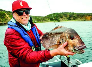 Hard or soft for snapper Hard or soft for snapper