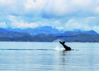 Sea.AI protects whales Sea.AI protects whales