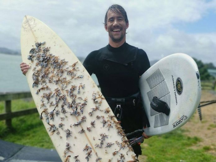 Liam's 7-ft 6-in custom surfboard, found by Albarito Bueno (pictured with the recovered board) in Raglan. 17 months after it was lost; the same board now covered in barnacles. Photo supplied. Liam's 7-ft 6-in custom surfboard, found by Albarito Bueno (pictured with the recovered board) in Raglan. 17 months after it was lost; the same board now covered in barnacles. Photo supplied.