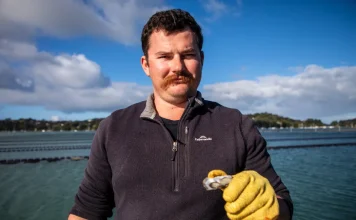 Mahurangi oyster farmers despair at Watercare’s biggest sewage spill yet