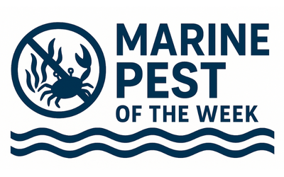 Marine Pest logo