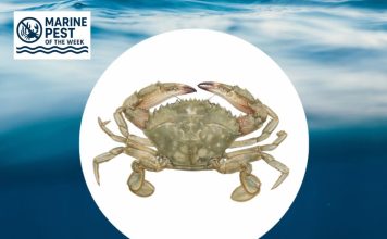 Marine Pest of the Week: Asian Paddle Crab