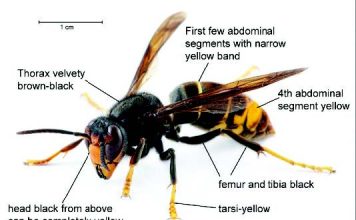 Yellow legged hornets Auckland: latest detections, public warnings, and next steps