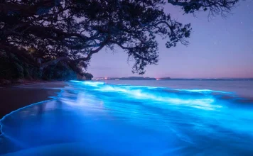 Auckland’s bioluminescence at Stanmore Bay described as ‘unforgettable’