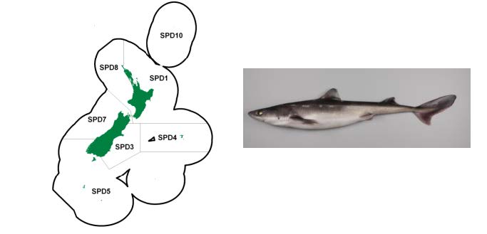 Quota Management Areas (QMAs) for spiny dogfish (SPD).