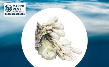 Marine Pest of the Week – Eudistoma Australian Droplet Tunicate