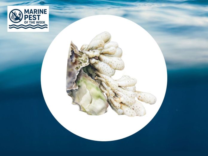 Marine Pest of the Week