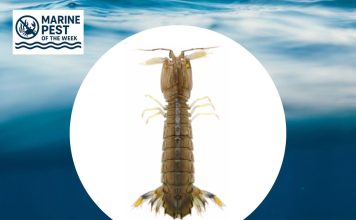 Marine Pest of the Week – Japanese Mantis Shrimp (Oratosquilla oratoria)