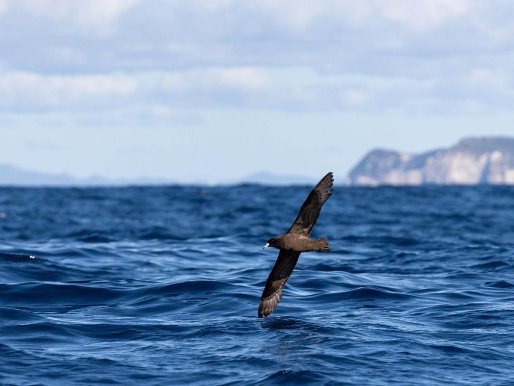 Black Petrel // Photo credit: Dan Burgin