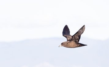 $600k partnership lays groundwork to restore endangered black petrels across North Island Black Petrel // Photo credit: Dan Burgin