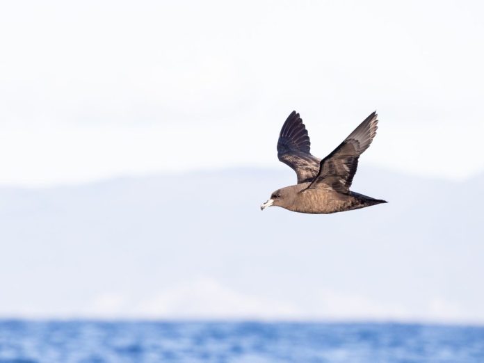 Black Petrel // Photo credit: Dan Burgin