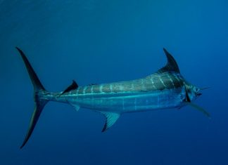 Public response surges as fishing community pushes back, with marlin decision expected this week