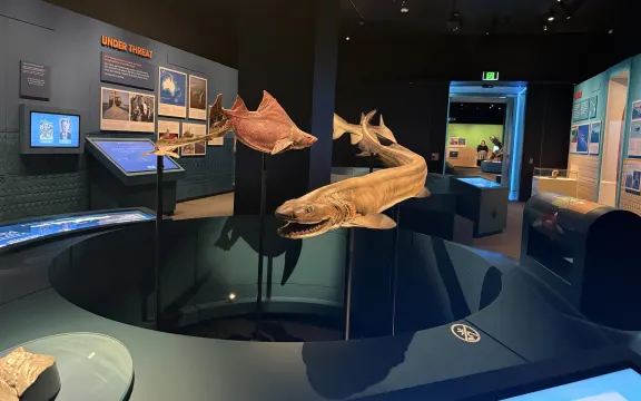 Life sized models of the Prickly Dogfish, the Epaulette and the Frill Shark at Auckland Museum Photo- Davina Zimmer