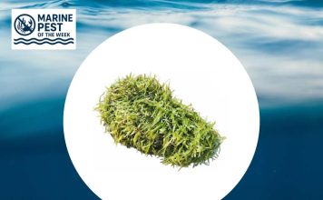 Marine Pest of the Week – Exotic Caulerpa Marine Pest of the Week
