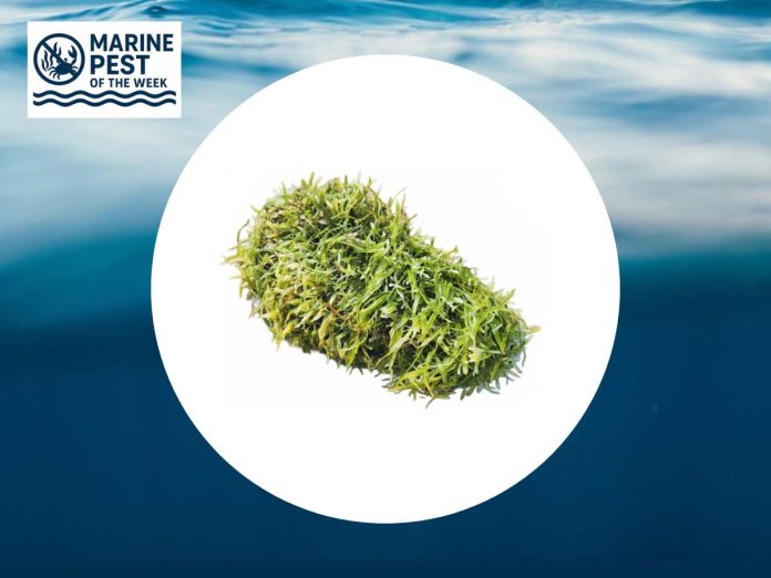 Marine Pest of the Week