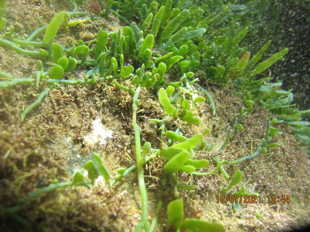 Caulerpa underwater