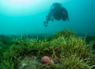 Highly invasive caulerpa seaweed found at Whangārei Harbour Highly invasive caulerpa seaweed found at Whangārei Harbour