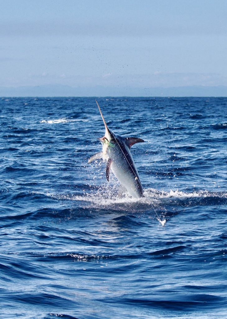 The Broadbill Swordfish // Photo credit: Waihau Bay Sport Fishing Club
