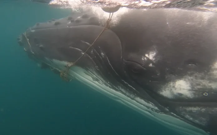 A humpback whale tangled in a cray pot line during an earlier incident in Northland in 2018. Photo- Catherine Peters DOC