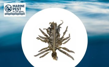 Marine Pest of the Week – Asian Kelp (Undaria pinnatifida) Marine Pest of the Week - Asian Kelp (Undaria pinnatifida)