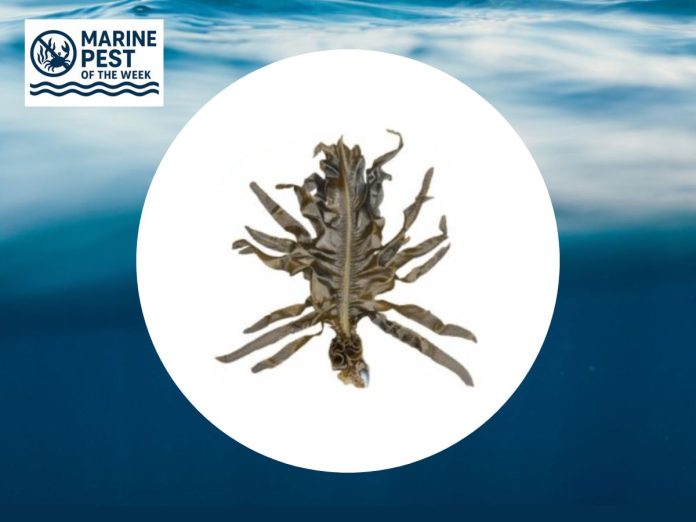 Marine Pest of the Week - Asian Kelp (Undaria pinnatifida)