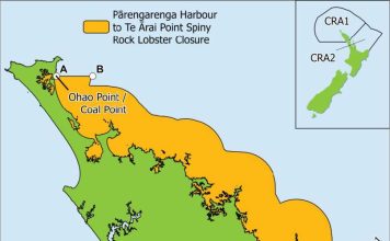 Rock lobster closures confirmed as Government moves to tackle urchin barrens