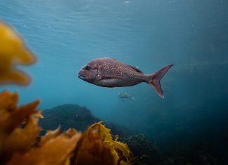 Tutukaka fisheries closure extension kicks in this Friday