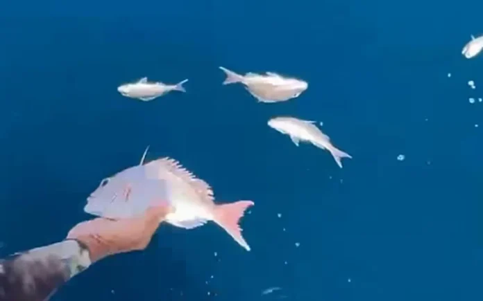 Small snapper found floating in the Hauraki Gulf on 5 January by a group out spear fishing off Great Barrier Island. Photo- Darren Shields : Screenshot