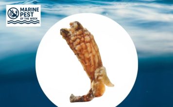 Marine Pest of the Week: Clubbed Tunicate ​(Styela clava)