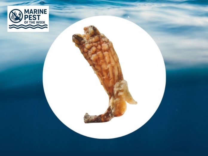 Marine Pest of the Week: Clubbed Tunicate ​(Styela clava)
