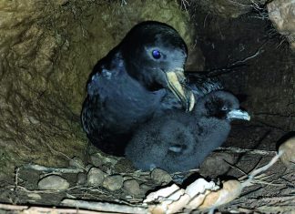 Feisty Westland petrel defies the odds Feisty Westland petrel defies the odds