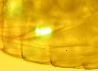Biological pumps reveal how zooplankton carry microplastics to the deep ocean