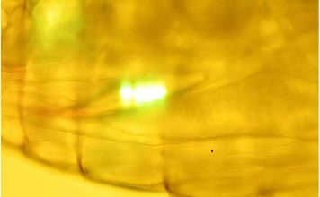 Microplastic beads seen in the central tube of a copepod [their intestinal tract], as evidenced here, fluorescently labelled beads help with visualisation and identification. Credit: Plymouth Marine Laboratory