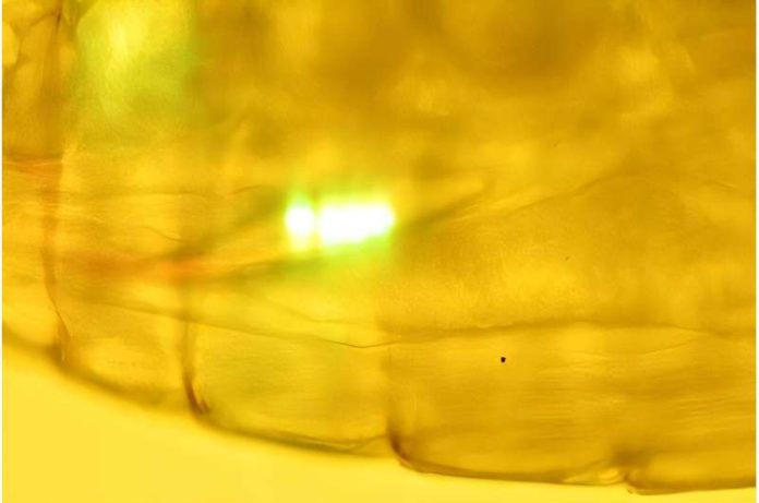 Microplastic beads seen in the central tube of a copepod [their intestinal tract], as evidenced here, fluorescently labelled beads help with visualisation and identification. Credit: Plymouth Marine Laboratory