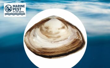 Marine Pest of the Week: Asian Clam (Potamocorbula amurensis)