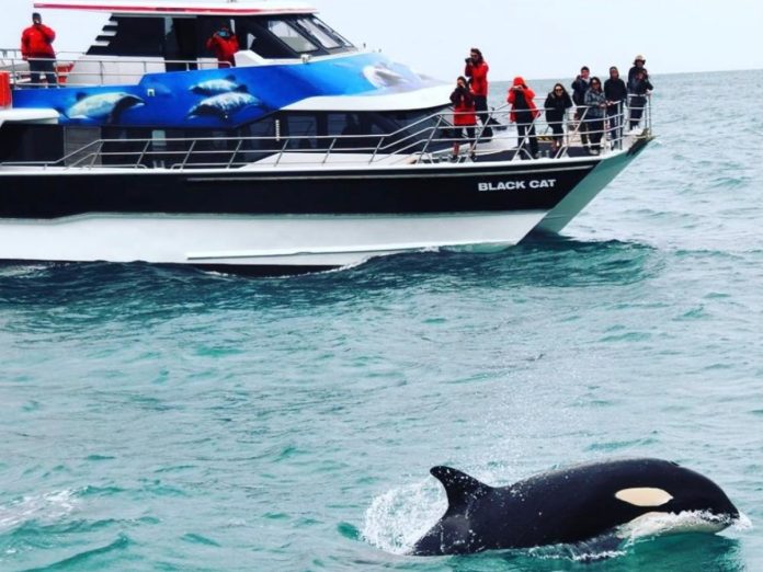 // Photo credit: Black Cat Cruises