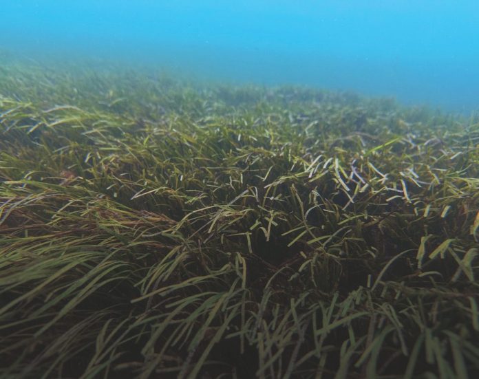 Native seagrass is a beneficial species that can be difficult to tell apart from the invasive seaweed exotic caulerpa. // Photo credit: Shaun Lee