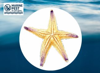 Northern Pacific Sea Star (Asterias amurensis) Northern Pacific Sea Star (Asterias amurensis)