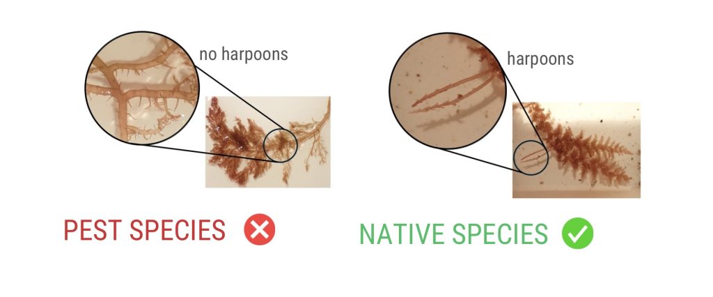 Check to see whether it is red seaweed