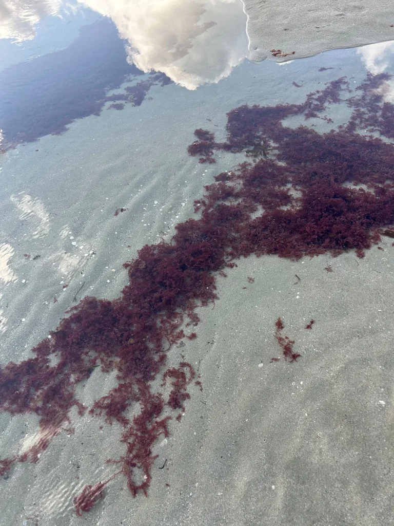 Taxiformis in shallow pool of water // Photo credit: Clean below? Good to go.