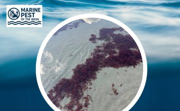 Pest of the Week - Red seaweed