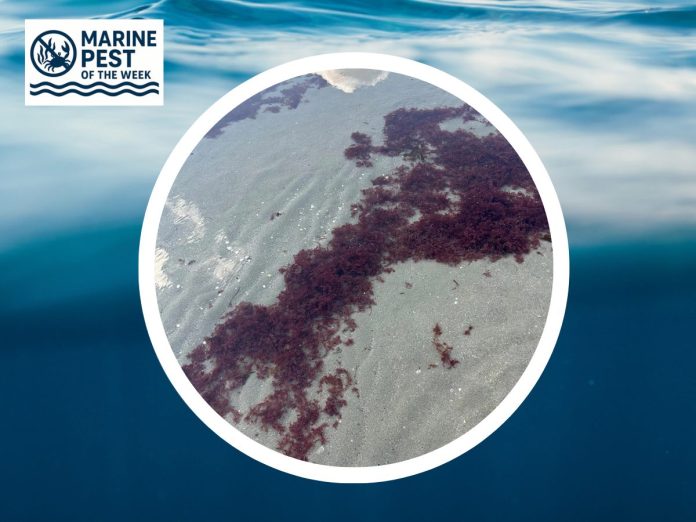 Pest of the Week - Red seaweed